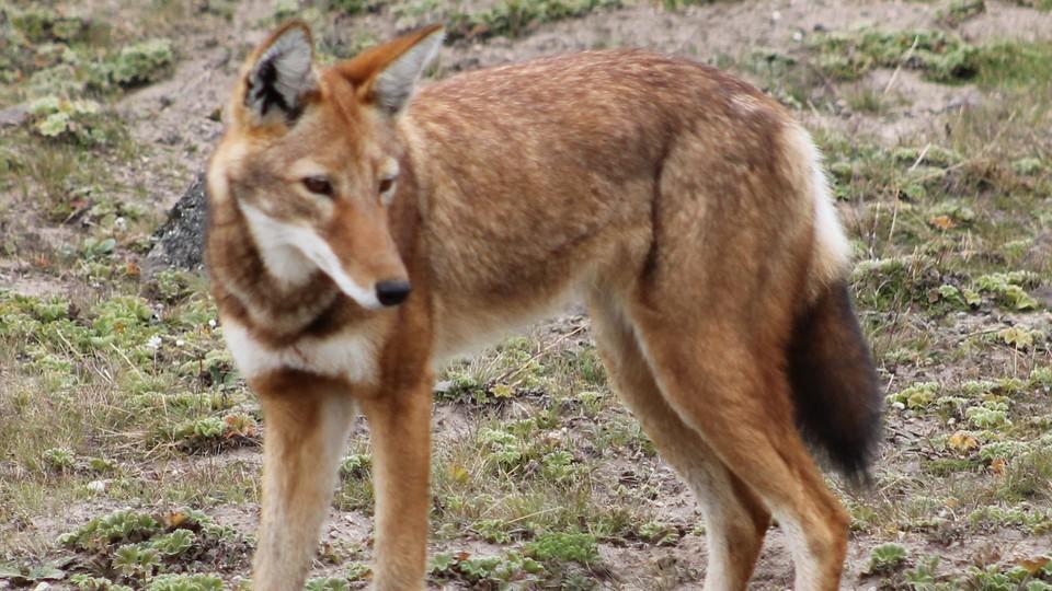 Harmless to humans, but not vice versa: Beautiful Ethiopian #wolf is the world’s rarest canid bit.ly/1xqmg7a