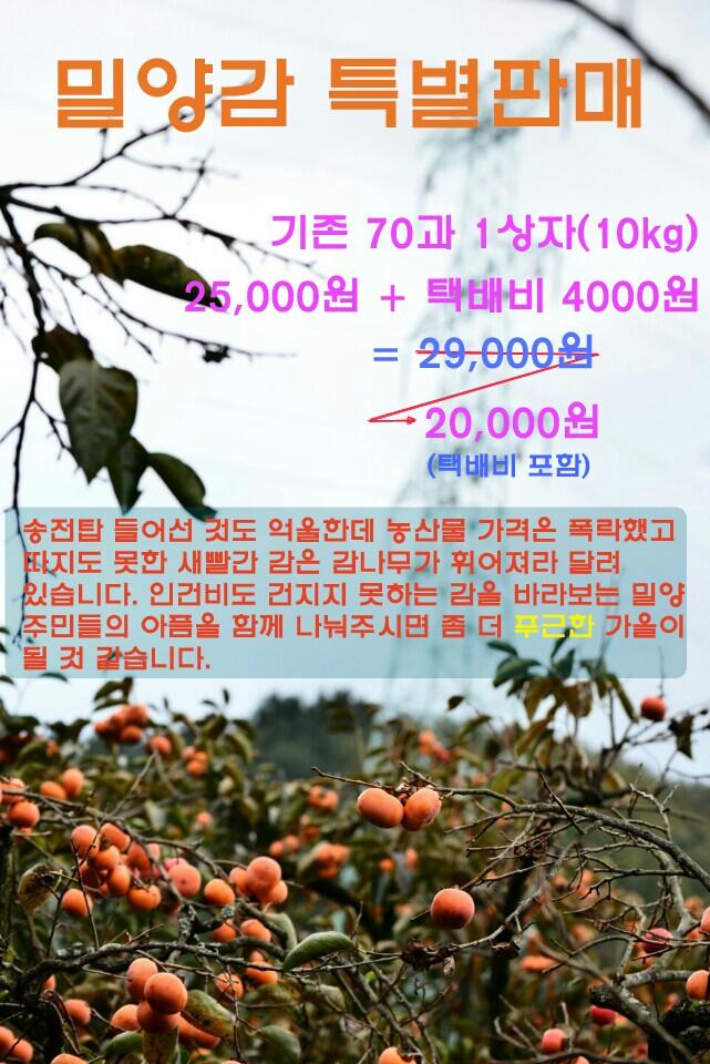 밀양 감 주문은 이곳으로 해주세요.
010 9203 0765 (입금자 이름/연락처/주소)
계좌 351 0737 8743 83 농협 
미니팜협동조합 밀양의 친구들
문자나 전화로 접수 후 11월12일부터 일괄 배송