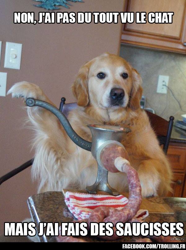 Demotivateur On Twitter Le Chat Demotivateur Chien