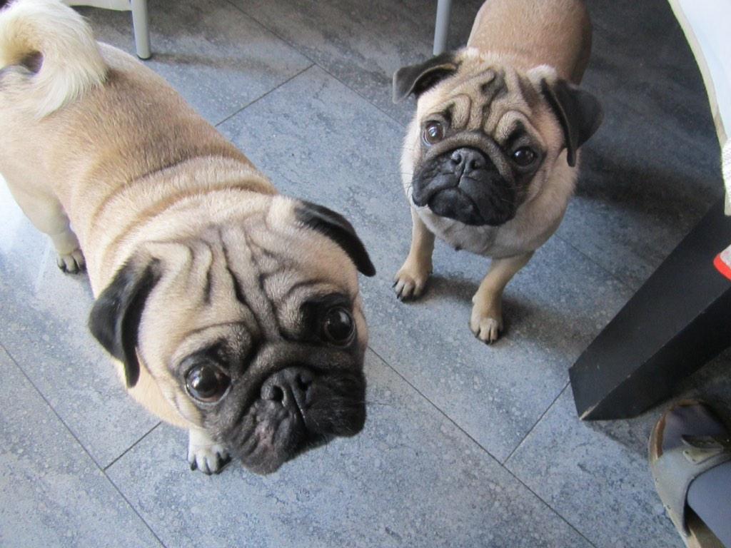 sofbianco's tweet image. Sentitevi osservati. #pugs #puglife