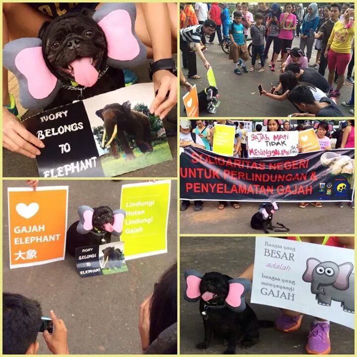 ISG_Elephant's tweet photo. This cute dog also supported #SaveSumatranElephants parade yesterday 💜💜 #latepost #justiceforagam @pawsleague http://t.co/dNh5hDfg8y