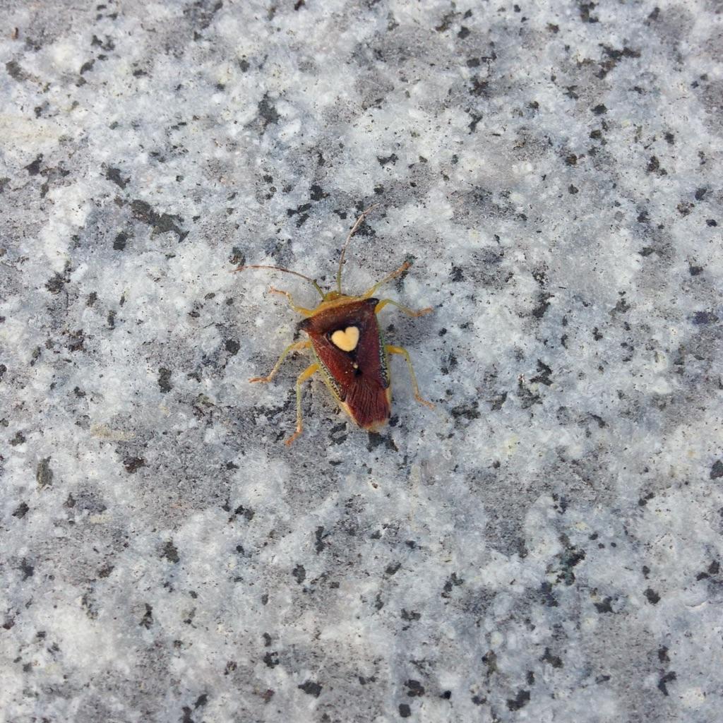 2rollX's tweet image. 背中が❤︎ハートのカメムシ！