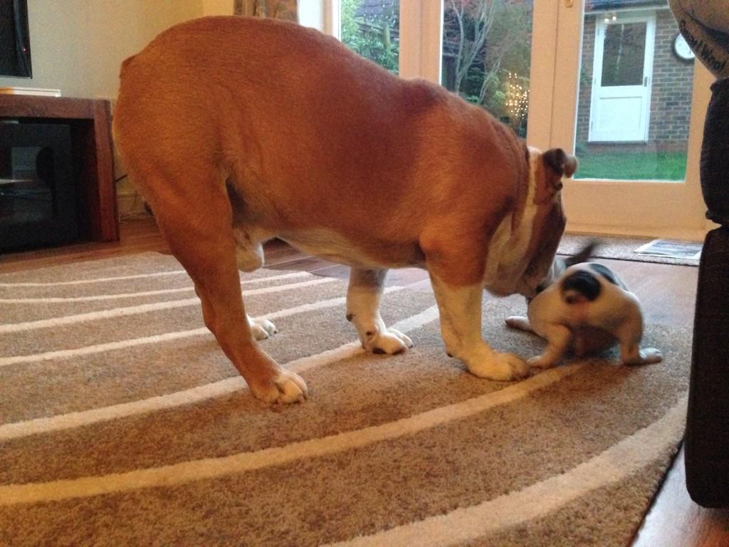 WinstonBulldog's tweet photo. My little brother is sooooo small!! #Bulldogs #frenchbulldog #Frenchie #puppy @polothefrenchie http://t.co/VxT2lIH7Ld