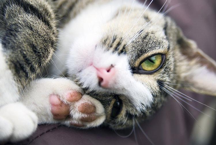 Har din katt börjat slarva med toalettbesöken? Så får du den att börja använda lådan igen. agria.se/katt/artikel/n…