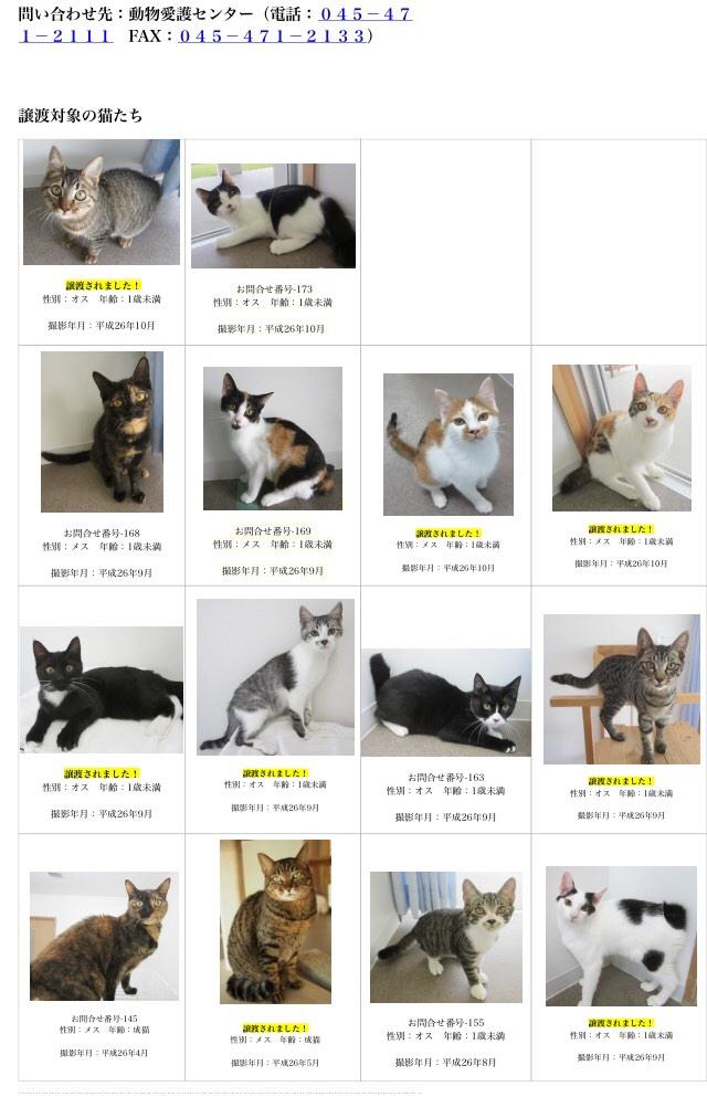 clavisken's tweet photo. RT 写真は #横浜市 #動物愛護 センターで新しい #家族 との出逢いを待ってる #猫 達です
http://t.co/Trt0ap0xkf … 
1匹でも多くの命が繋がります様に、拡散ご協力お願い致します！
#猫部　#横浜　#猫 http://t.co/t2G25zZeH8