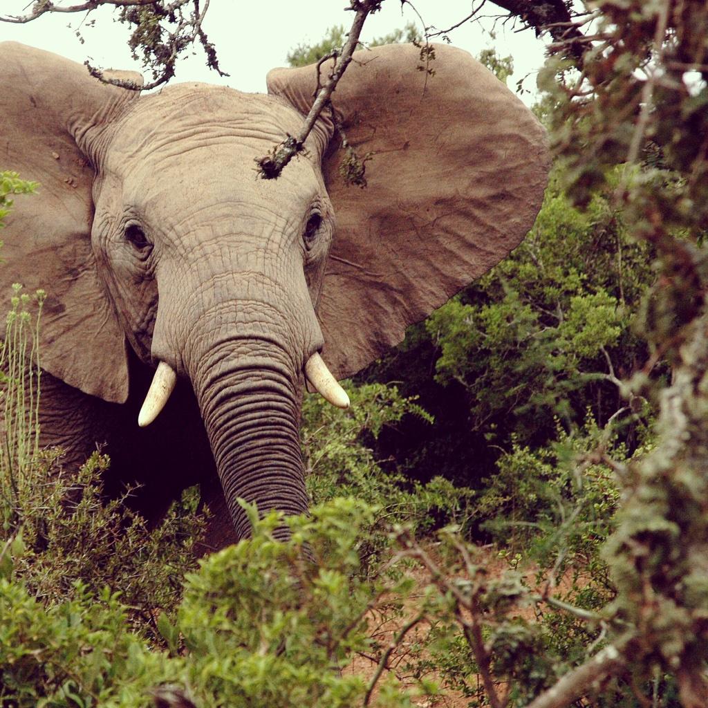 A sighting captured on one of our #safaris in the #addoelephant #nationalpark #thisissouthafrica