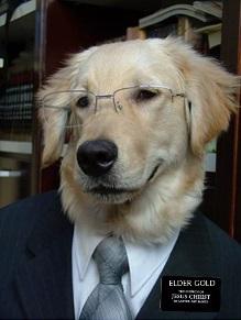 LDSAnimals's tweet photo. Elder Gold
#GoldenElder 
#RetrievingTheLostSheep http://t.co/uqSJ9N1wQa