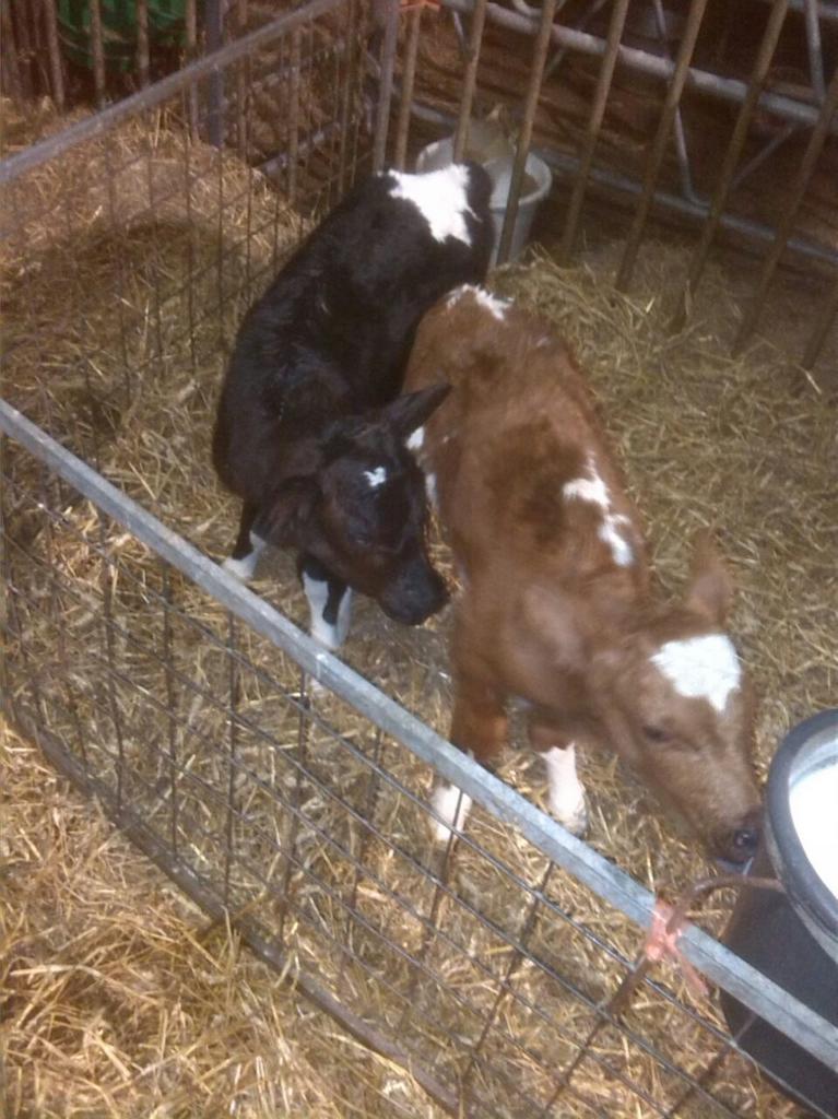 Wij zijn op zoek naar 2 namen voor onze tweeling meisjes. Wie o wie weet iets leuks???