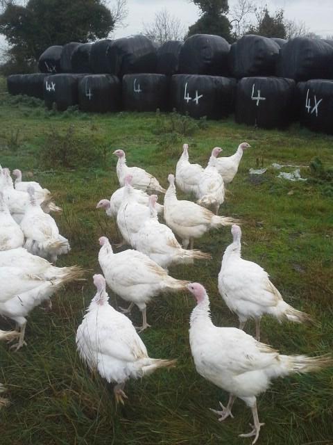 FieldstownFarm's tweet photo. Turks out where they shouldnt be . Fencing to be done http://t.co/K4hsI6ns9j