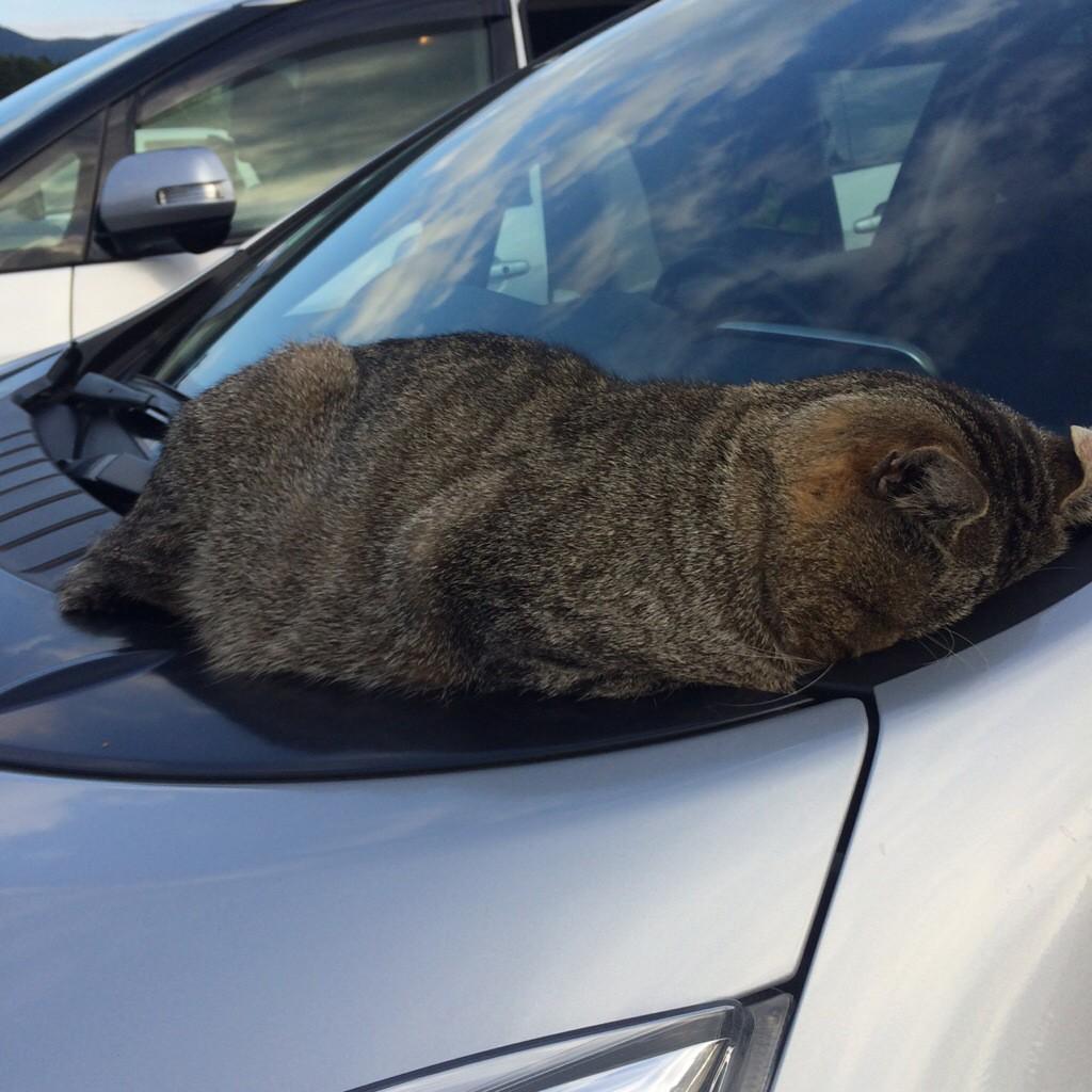 OshiriT's tweet photo. ねこめりこんでた http://t.co/nYB7XyNmOc
