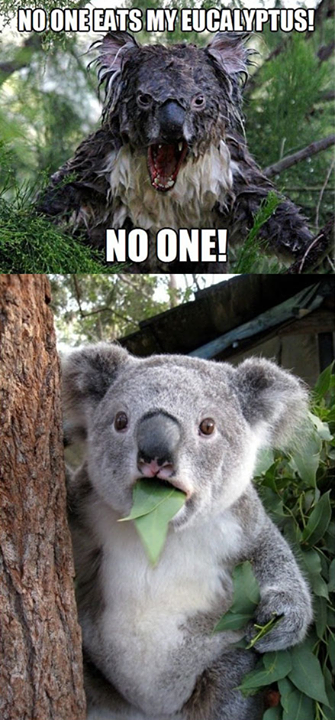 GiveMeInternet's tweet photo. One of my favorite pictures on the internet http://t.co/68a6FBGc1T