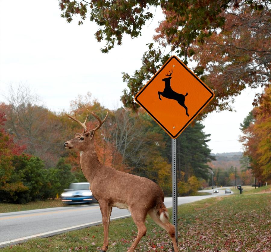 Олень дорожный. Олень на дороге. Дорожный знак олень. Дикие животные на дороге. Дорожный знак осторожно олени.