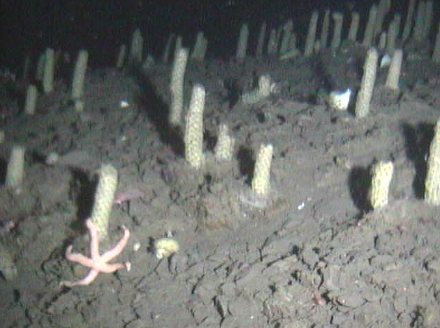 DeepSeaCrawler's tweet photo. The snails lay the eggs and guard them until they hatch... these have hatched... http://t.co/AlRCvAAqkl