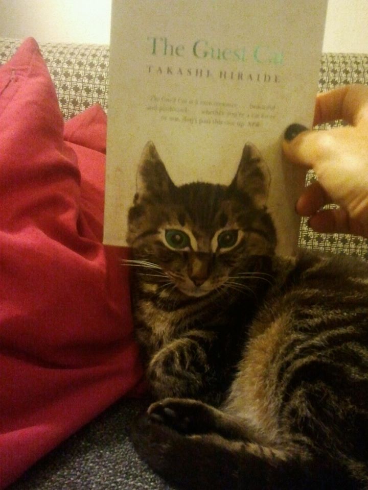 boekface's tweet photo. 'Als de kat van huis is'

#boekface #bookcat

Takashi Hiraide - The Guest Cat (bookface via @MRuijzenaars Utrecht'14) http://t.co/GdO4k449Iv
