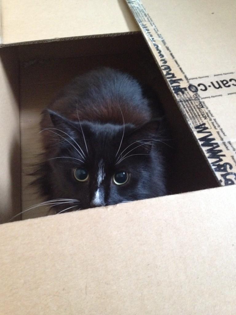 EccentricFox's tweet photo. #box #madeyes http://t.co/lxk0vgO8cr