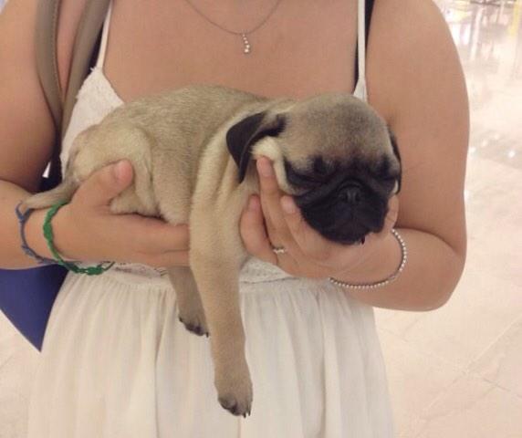 sofbianco's tweet image. Hoping everyone is having a good day! @HamiltonPug @KirbyPug  @Pugsfordays @Spankythepug @Pugs_Of_The_Day