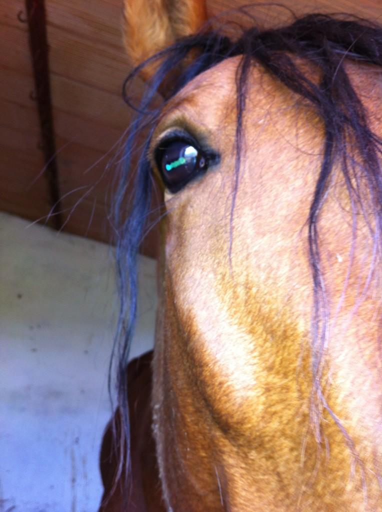 JesusJMCh's tweet photo. Se echa de menos a este pedazo de caballo y gracias  por tu futuro ij@ http://t.co/EXBZau1uXn