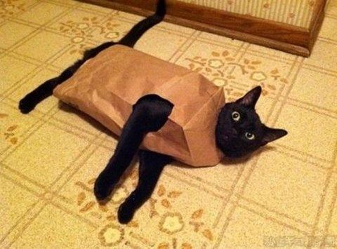 cat with a bag