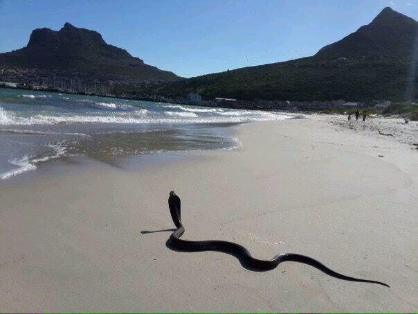 kelchrstine's tweet photo. Cape Cobra apparently spotted in Hout Bay 😐

MUST WE ADD COBRAS TO THE OCEAN NOW ARE SHARKS NOT ENOUGH ANYMORE http://t.co/u2Xhpe0yz4