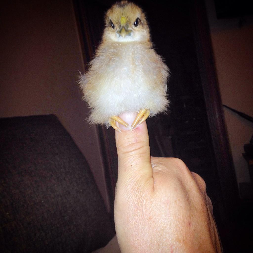 ciderbill's tweet photo. No words #silkie #wellsummer #chick http://t.co/pSjwHmdC80