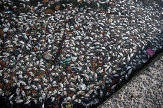 Nothing to see here, carry on. #h2o #dirtywater #saveourseas  businessinsider.com/afp-dead-fish-…