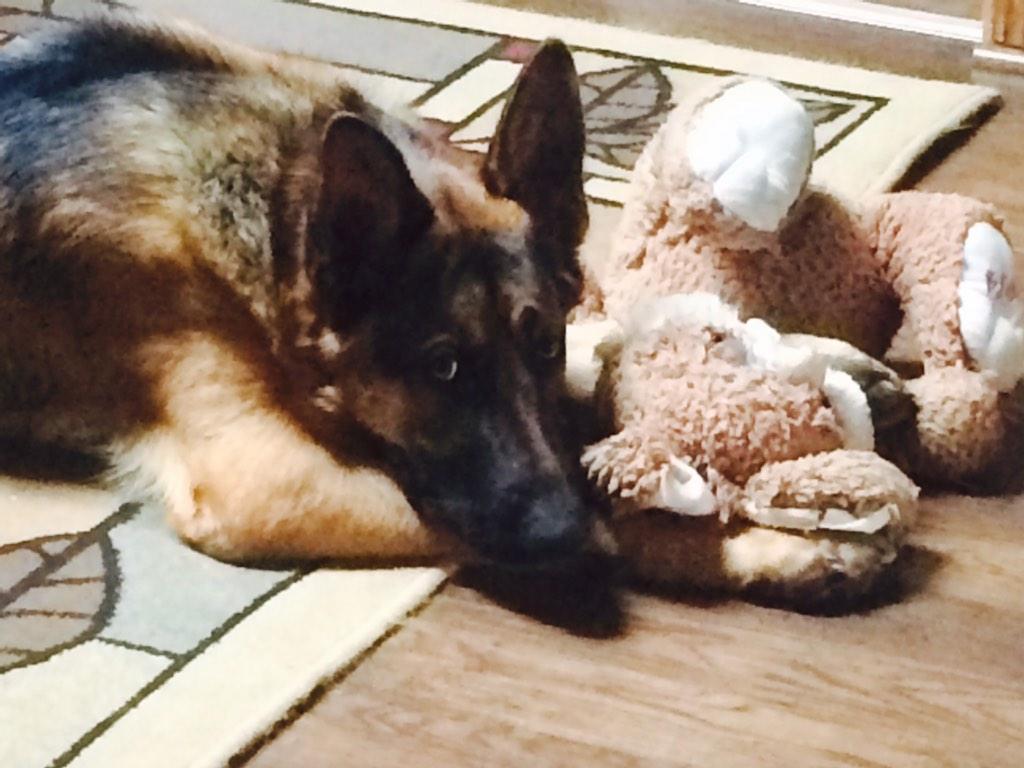 TressaFerris's tweet photo. Man I love my bunny #spoiledshepherd http://t.co/iUCsXzzc4C