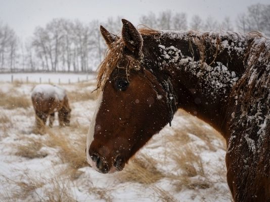 KGWNews's tweet photo. Wintry blast headed to 200M Americans http://t.co/B9OMkFszEg #BeringBomb http://t.co/OBTU5auCHf