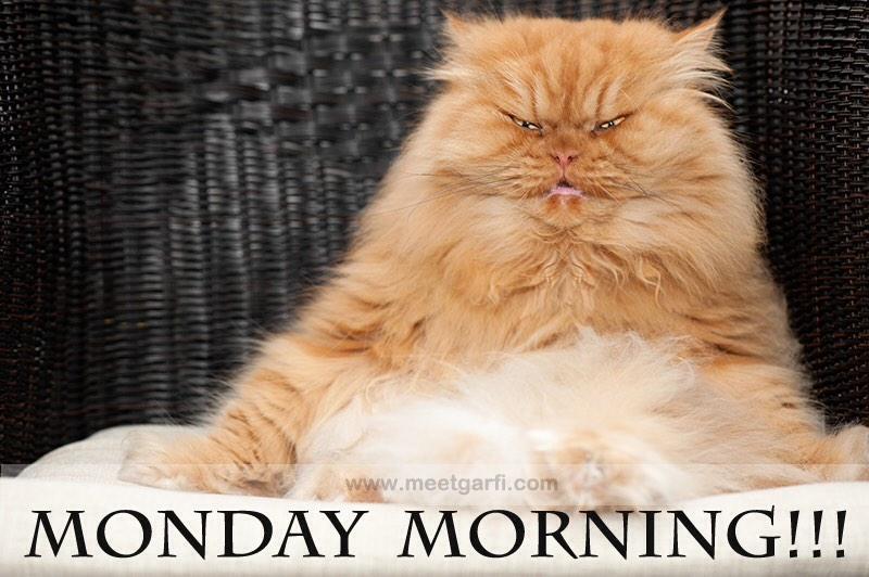 MeetGarfi's tweet photo. ANGRY GARFI IS ANGRY! 😡 #AngryGarfi #AngryCat #Garfi #MeetGarfi http://t.co/NTFLZgD7Zz