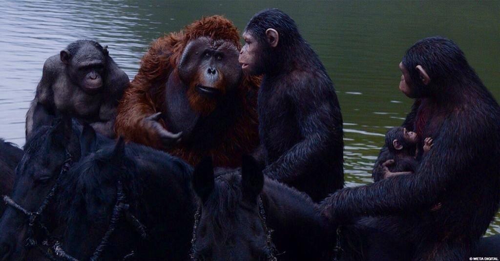 Caesarloove's tweet image. My friends @ape_rocket @mauricetheapz @MartialDL and my son @blueyestheape