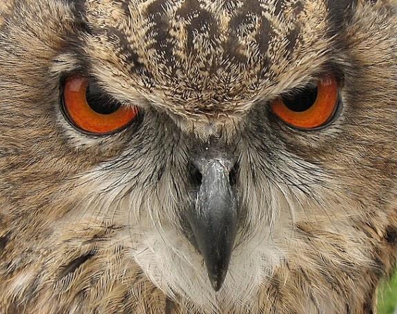 AnimalBytesTV's tweet photo. Starting the week off with @KampKenan and Birds of Prey! https://t.co/d7Jb8y8xge RT please! #AnimalBytesTV #FALBAL http://t.co/ns7WKtSZM2