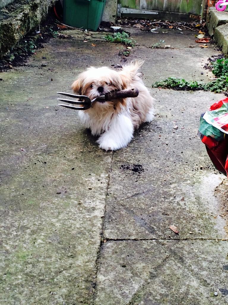 Helping mummy in the garden #dogs #shihtzu #gardening