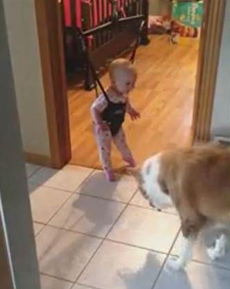 TODAYshow's tweet photo. Adorable video of the day: Watch a jumping dog delight a bouncing baby http://t.co/hGl81oCtJg http://t.co/R4ggrwMk75