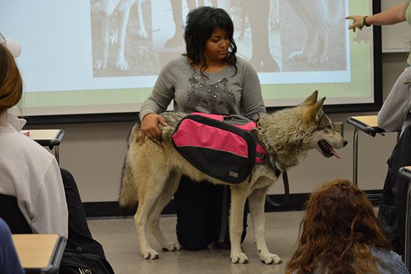 ukinfosci's tweet image. @instructcomm Look who joined the pack today in CIS 112!