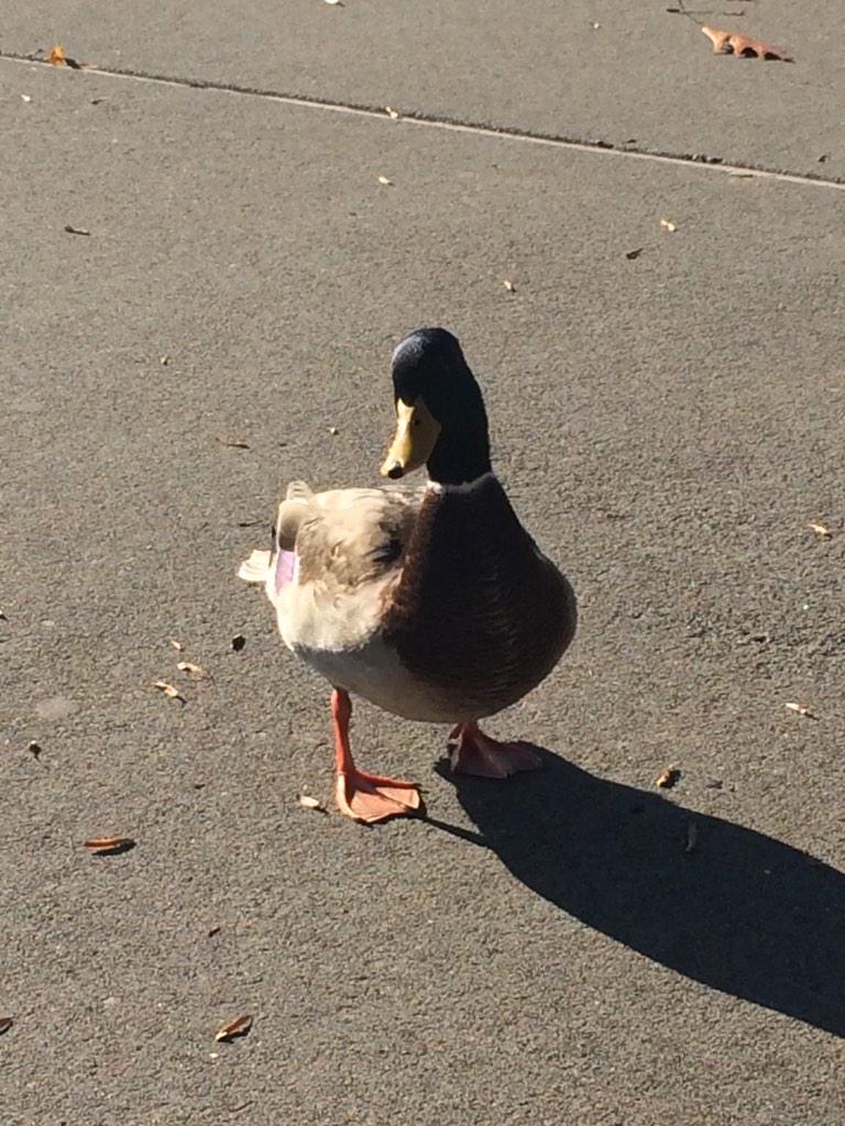 Tyjl26's tweet photo. Made a new friend. #ducks #newfriend #PNW http://t.co/paBG9wX9aO