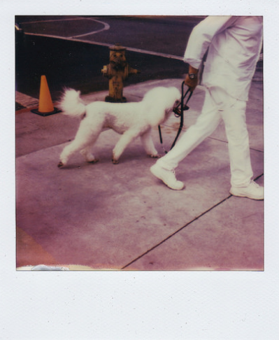 ImpossibleKitty's tweet photo. "Walkies" https://t.co/gx94RE0yEK by @deepbluesea1956 http://t.co/Jfe2hnWz4W