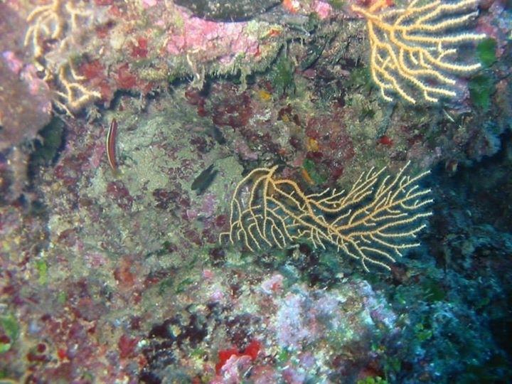 sergio75pa's tweet photo. 10.11.2014 Immersione al #Cristo degli #Abissi a #Palermo #Profdiver #Diving #Sicily http://t.co/u7IPtb6Lrq