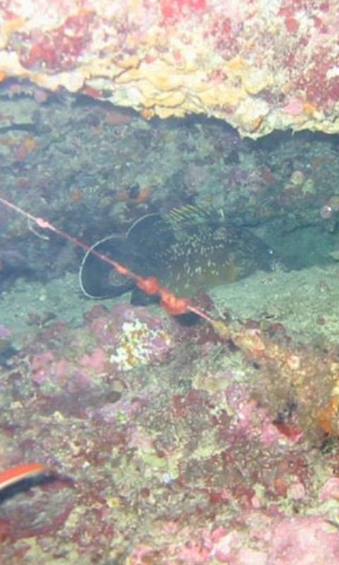 sergio75pa's tweet photo. 10.11.2014 Immersione al #Cristo degli #Abissi a #Palermo #Profdiver #Diving #Sicily http://t.co/u7IPtb6Lrq