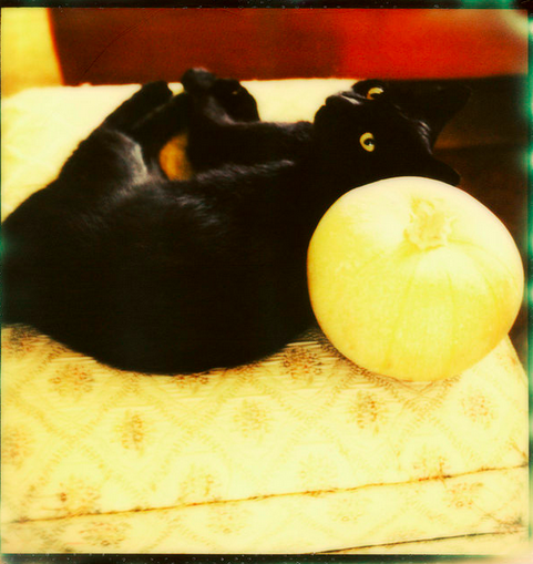 ImpossibleKitty's tweet photo. "black cat &amp; pumpkin" https://t.co/Rv5jTisnda by @lawatt http://t.co/Rog7QuSJXb