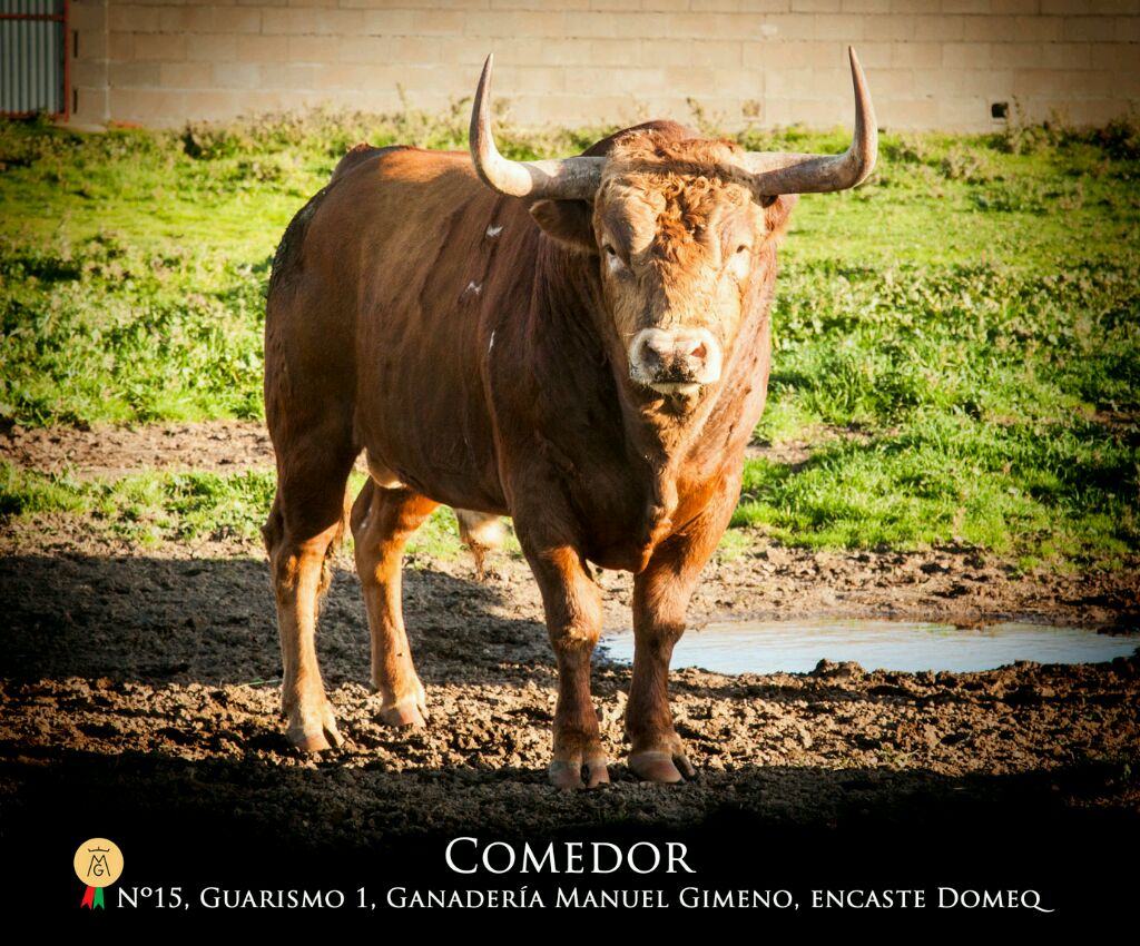 "Comedor", Ganadería Manuel Gimeno
Guarismo 1, número 15, encaste Domeq