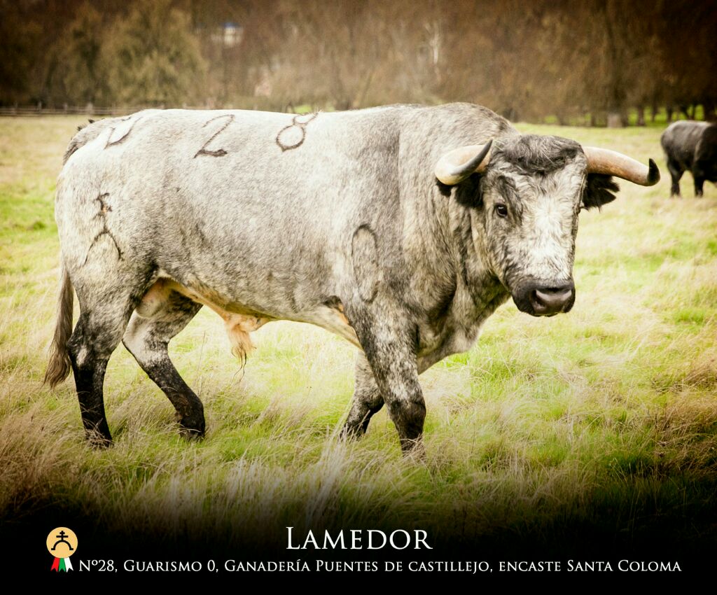 carnavaldeltoro's tweet photo. "Lamedor", Ganadería Puentes de Castillejo, Guarismo 0, número 28, encaste Santa Coloma http://t.co/88GqzIr5kp
