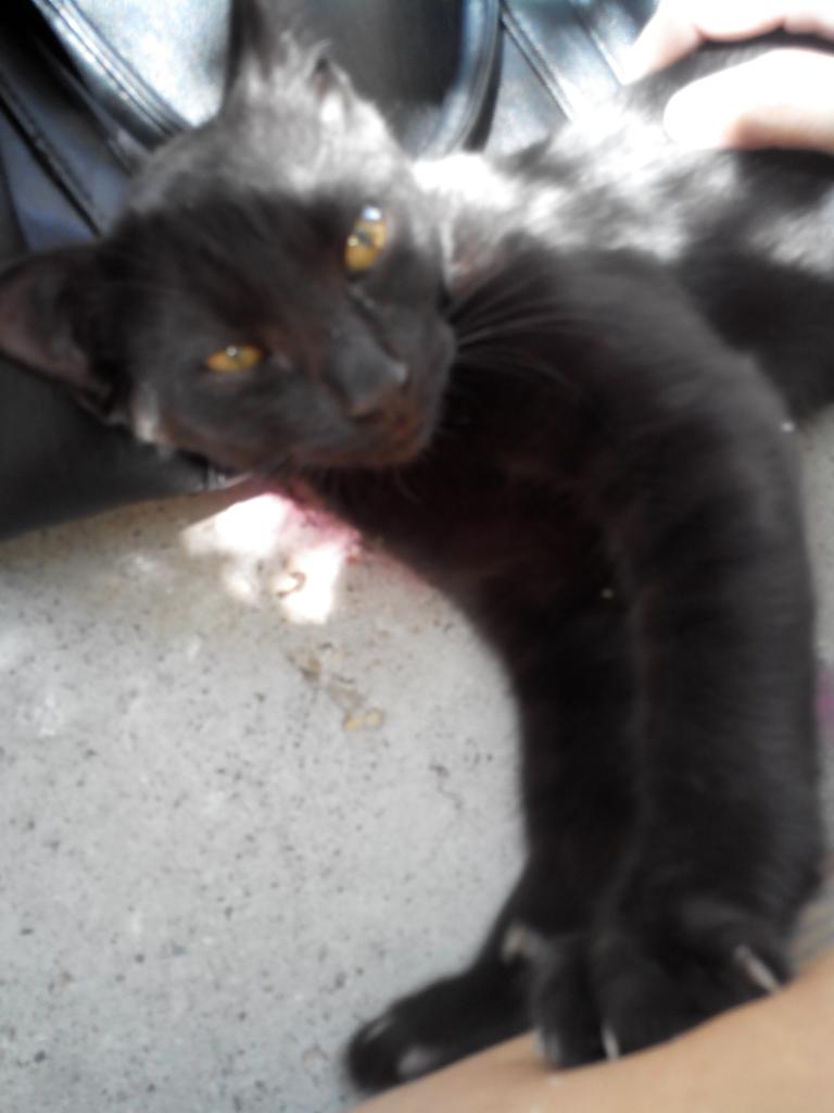 Robín. Gatito negro de pelo corto de unos 8 meses. Abandonado 2 veces. Le das un hogar? Sevilla 633720298
