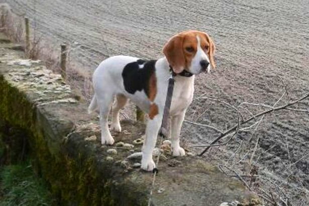 Examiner's tweet photo. #findjerrydog - Jerry is still missing, can you help? #lostdog http://t.co/ypoVRMfBcO http://t.co/ufMkZuvAee