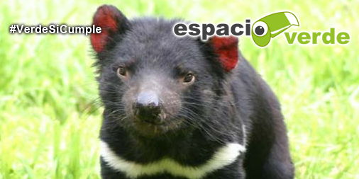 espacioverdemx tweet picture