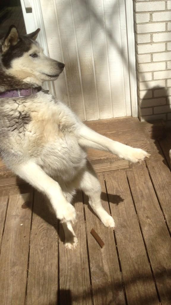 erickacarini's tweet image. Hey I got a new dance fo you all called the soulja boy (Yoooouuuu!)