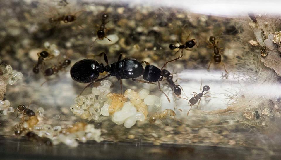 TarHeelAnts's tweet photo. My Tetramorium caespitum don't want to slow down for the winter! Are your ants still active? http://t.co/AnejzJVyOy