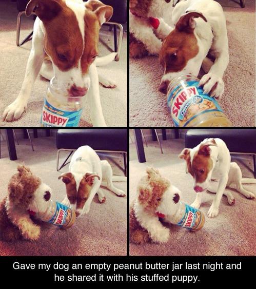 miilkkk's tweet photo. This is a very important dog. This dog has a good heart. http://t.co/CWpVffMeC1