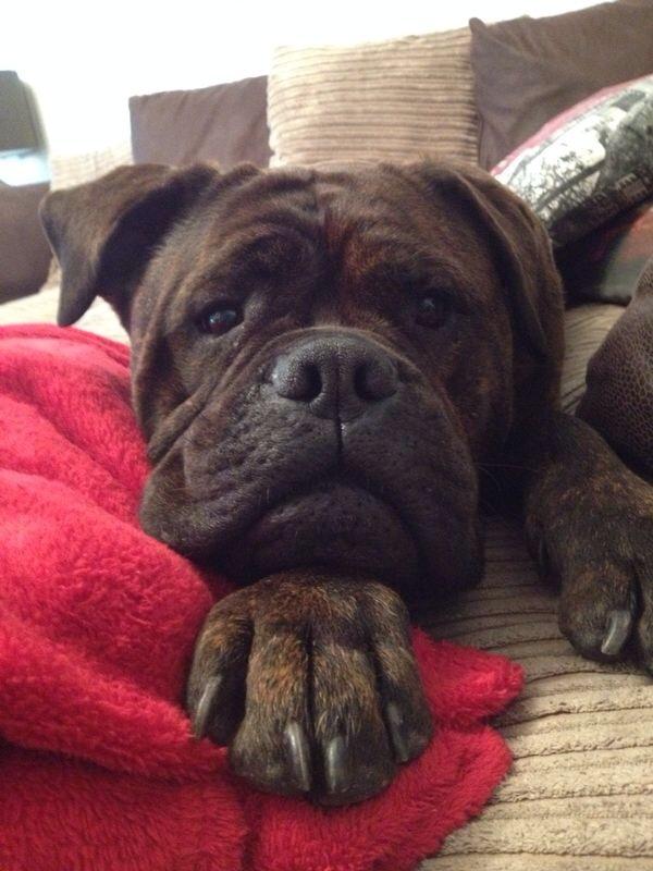misssequins's tweet photo. My dog has learned to open my fridge with her big Fat head and helps herself to my food #needalock #bullmastiff http://t.co/KhTnQb5gOE