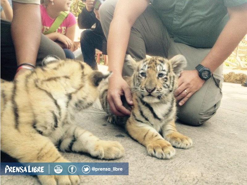 prensa_libre's tweet photo. #Galería, Cachorros de tigre de bengala son los nuevos inquilinos en el  @Zoolaaurora, más en http://t.co/SM4h1prTOT http://t.co/4k4p5I28XC