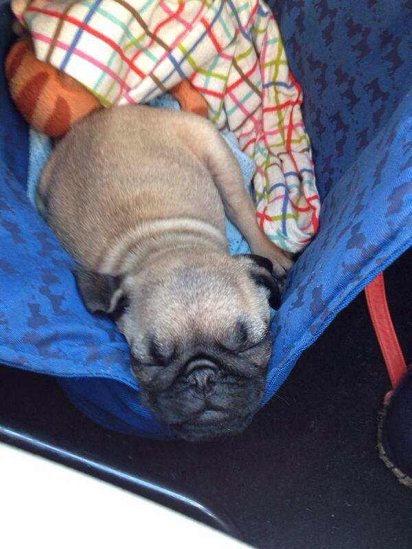 sofbianco's tweet image. @pugnetwork Have a good night! 🐶