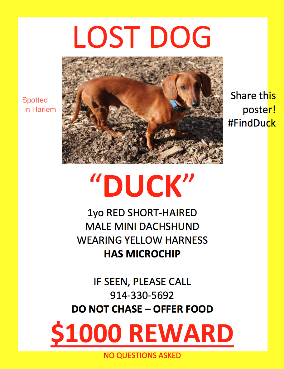 acdm's tweet photo. THANK YOU @HarlemHCL @harlemsmover @HarlemTrends @HappeningHarlem @hwmag #lostdog Lets #BringDuckHome #FindDuck. http://t.co/ulIqYtB5xn